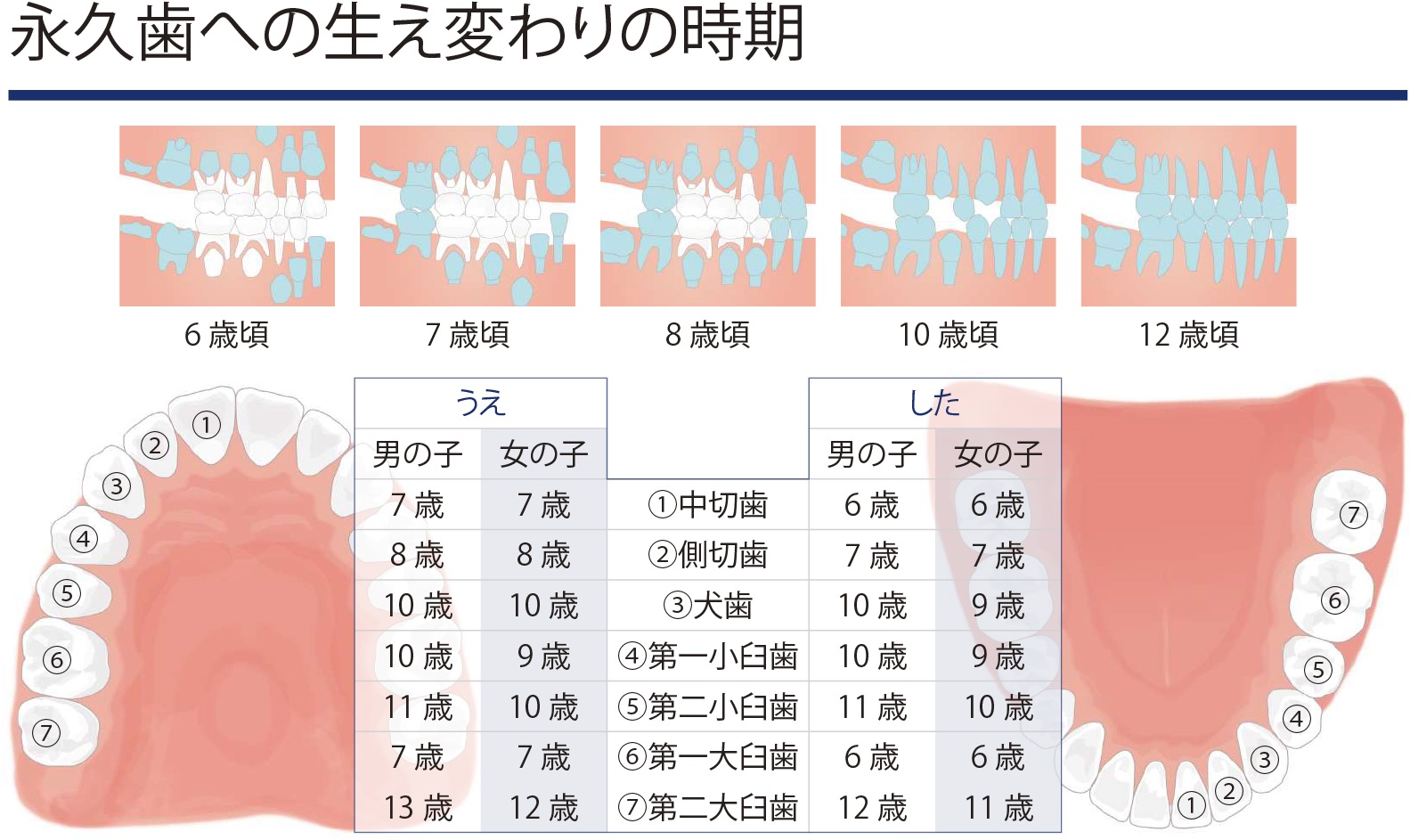 永久歯への生え替わりの時期